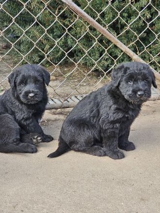 Riesenschnauzer Welpen