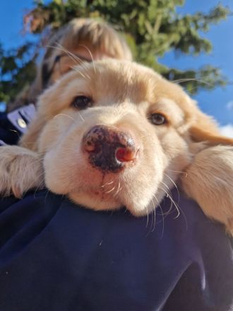 Hovawart-Welpen vom Rosenhof