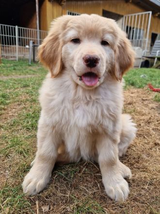 Hovawart-Welpen vom Rosenhof