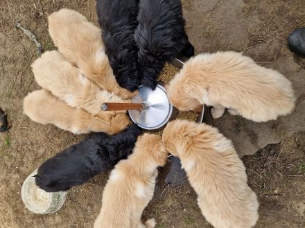 Hovawart-Welpen vom Rosenhof