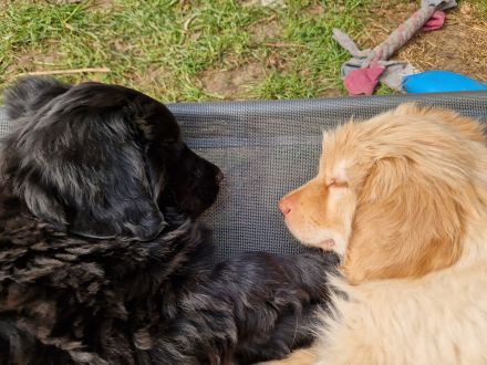 Hovawart-Welpen vom Rosenhof