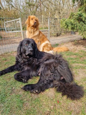 Hovawart-Welpen vom Rosenhof