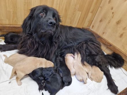 Hovawart-Welpen vom Rosenhof