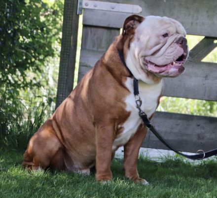Ausgebildeter Old English Bulldog Rüde