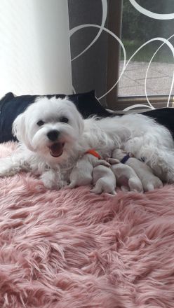 Malteserwelpen, reinrassig, schneeweiß und zuckersüß