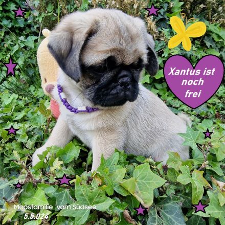 Altdeutsche-Mopswelpen mit Papieren und kompletter Impfung