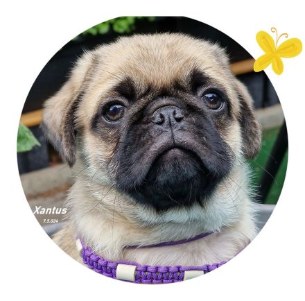 Altdeutsche-Mopswelpen mit Papieren und kompletter Impfung