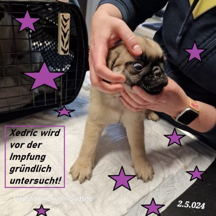 Altdeutsche-Mopswelpen mit Papieren und kompletter Impfung