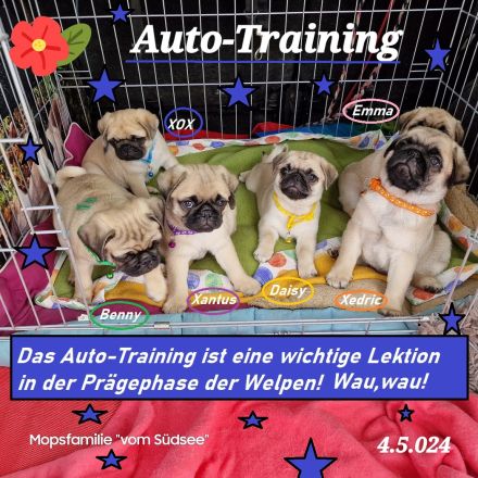 Altdeutsche-Mopswelpen mit Papieren und kompletter Impfung