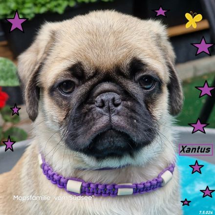 Altdeutsche-Mopswelpen mit Papieren und kompletter Impfung