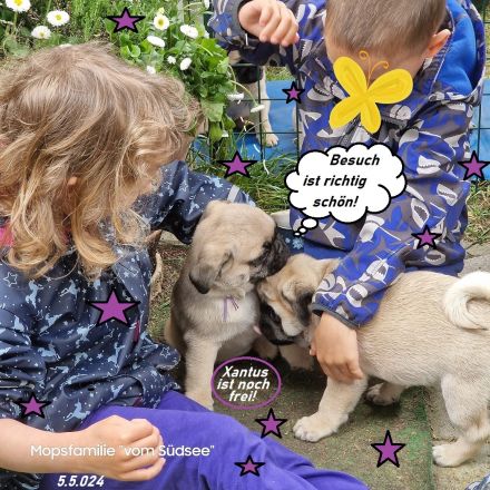 Altdeutsche-Mopswelpen mit Papieren und kompletter Impfung