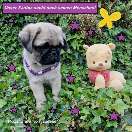 Altdeutsche-Mopswelpen mit Papieren und kompletter Impfung