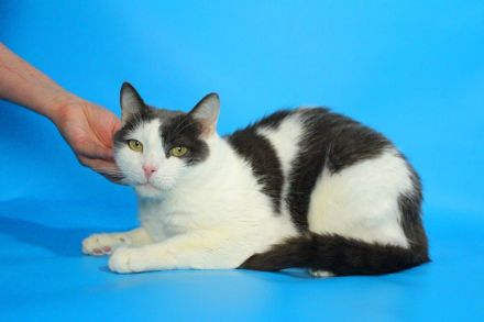 Kater grau und weiß