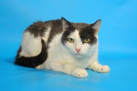 Kater grau und weiß