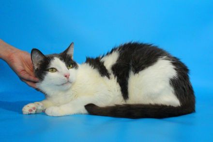 Kater grau und weiß