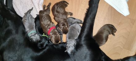 Labrador Welpen