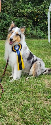 American Saar Collies Blue Candyman
