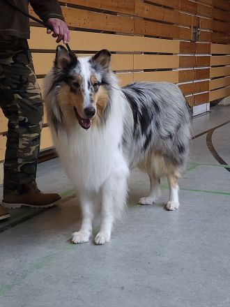 American Saar Collies Blue Candyman
