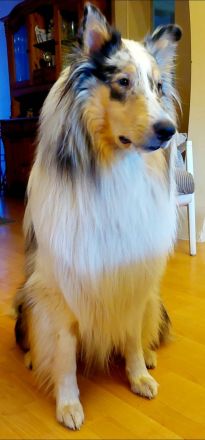 American Saar Collies Blue Candyman