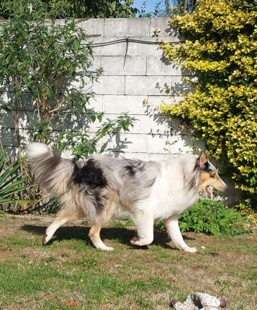 American Saar Collies Blue Candyman