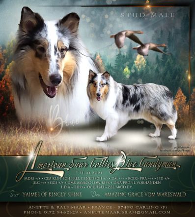 American Saar Collies Blue Candyman