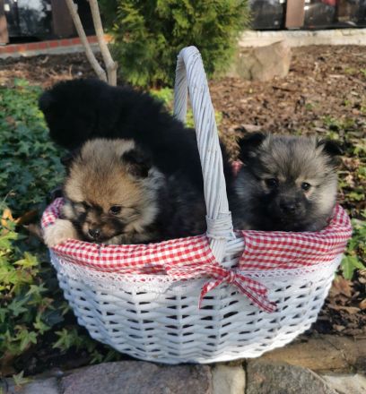 Echte Zwerg - und Kleinspitzwelpen zu verkaufen