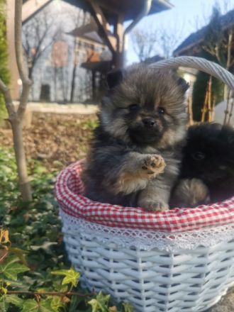 Echte Zwerg - und Kleinspitzwelpen zu verkaufen
