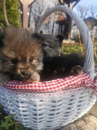 Echte Zwerg - und Kleinspitzwelpen zu verkaufen