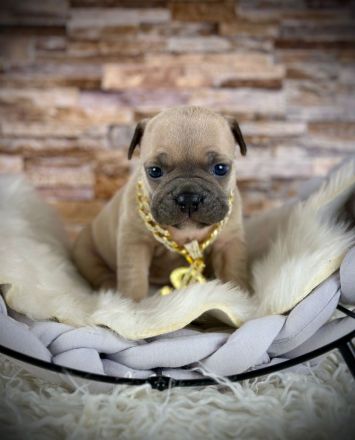 Französische Bulldoggen mit langen Nasen