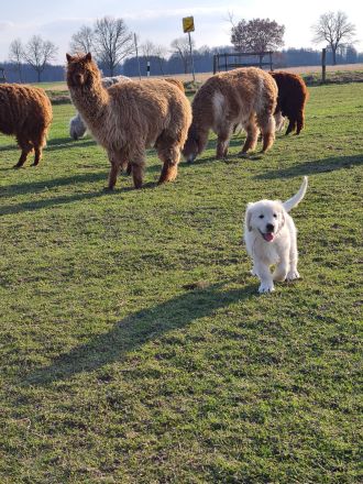 Süßer Goldie Junge