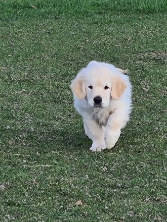 Süßer Goldie Junge