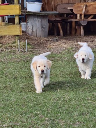 Süßer Goldie Junge