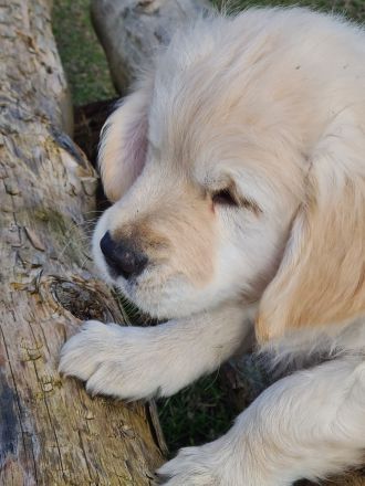 Süßer Goldie Junge