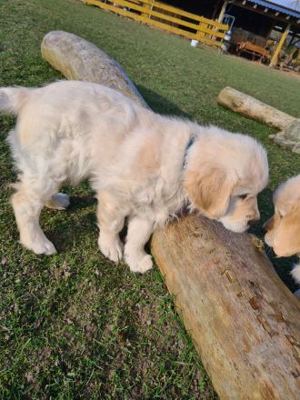 Süßer Goldie Junge