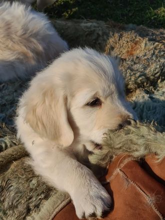 Süßer Goldie Junge