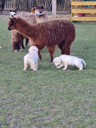 Süßer Goldie Junge