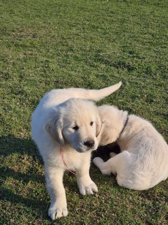 Süßer Goldie Junge