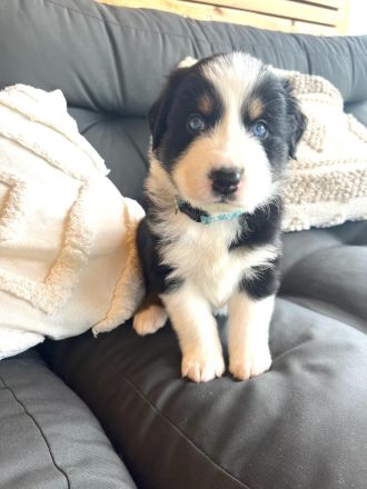 Wunderschöne Australian Shepherd Welpen