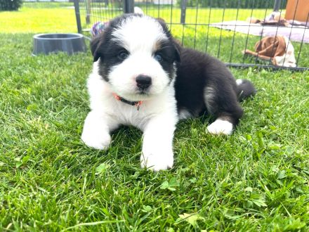 Wunderschöne Australian Shepherd Welpen
