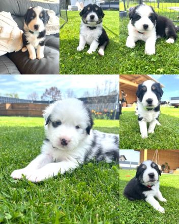 Wunderschöne Australian Shepherd Welpen