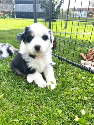 Wunderschöne Australian Shepherd Welpen