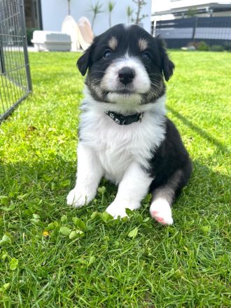Wunderschöne Australian Shepherd Welpen