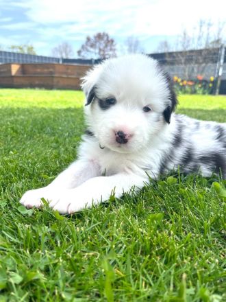 Wunderschöne Australian Shepherd Welpen