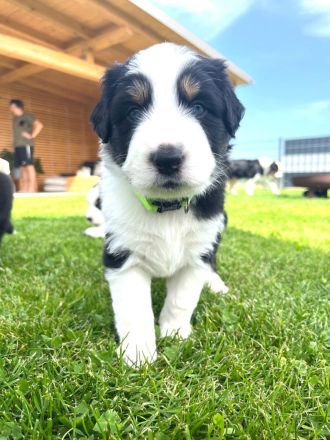 Wunderschöne Australian Shepherd Welpen