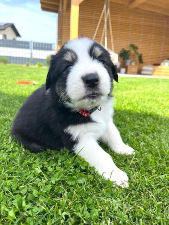 Wunderschöne Australian Shepherd Welpen