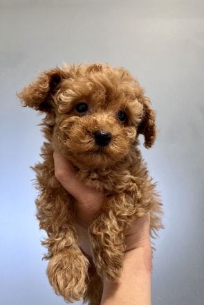 Toypudel mini Toy Pudel