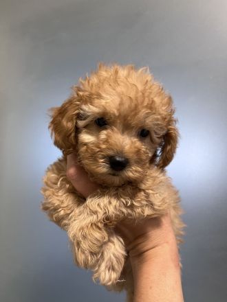 Toypudel mini Toy Pudel