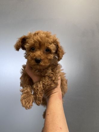 Toypudel mini Toy Pudel