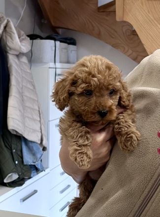 Toypudel mini Toy Pudel