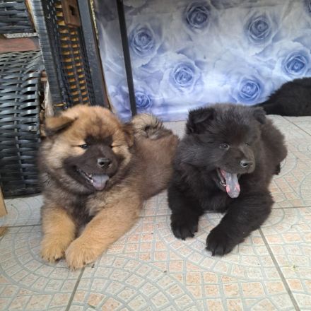 Eurasier Welpen  (Rasse) - mit Papieren EZG